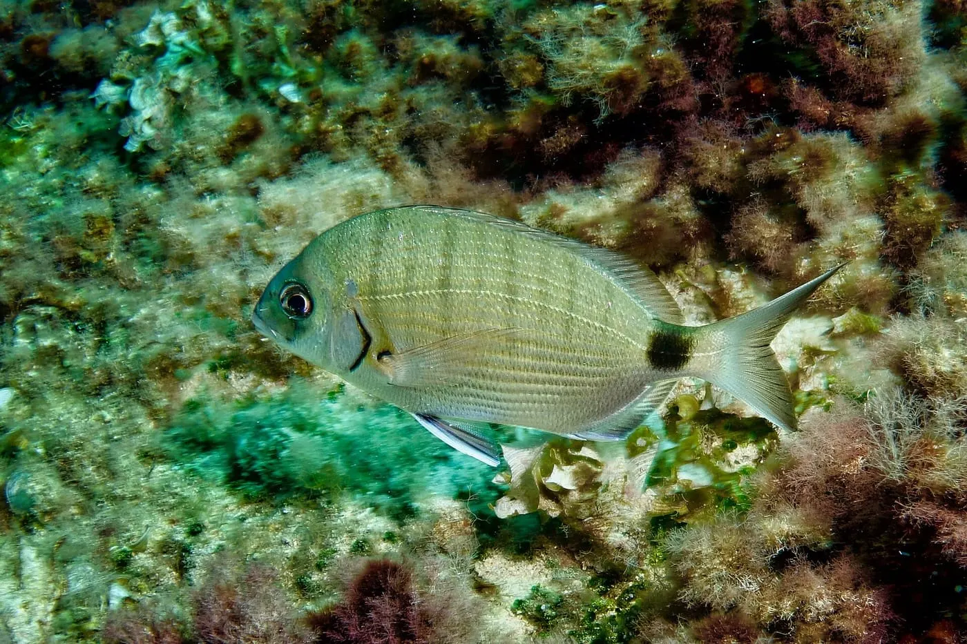 Sarg (Diplodus sargus)