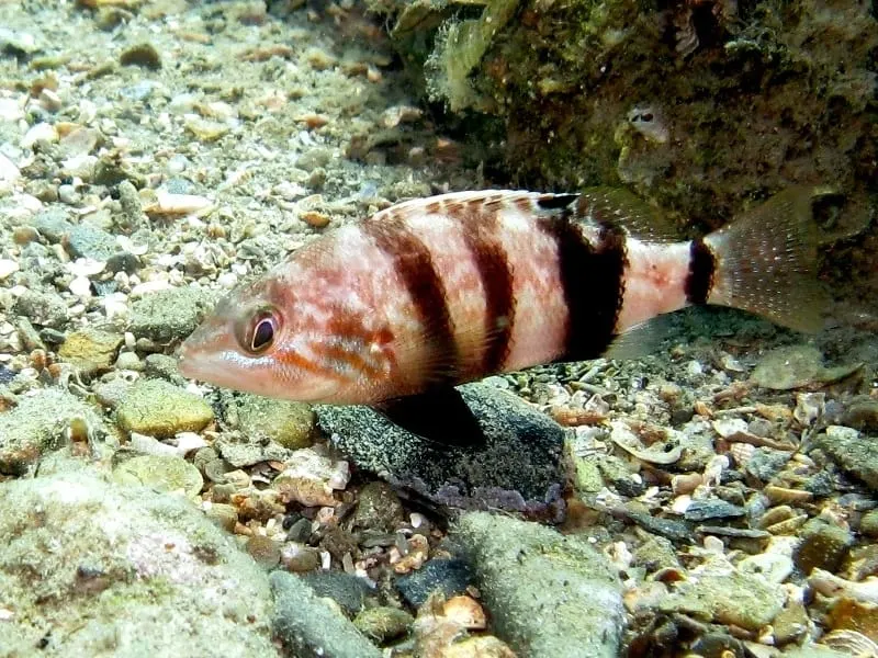 Inflaconys (Serranus hepatus)