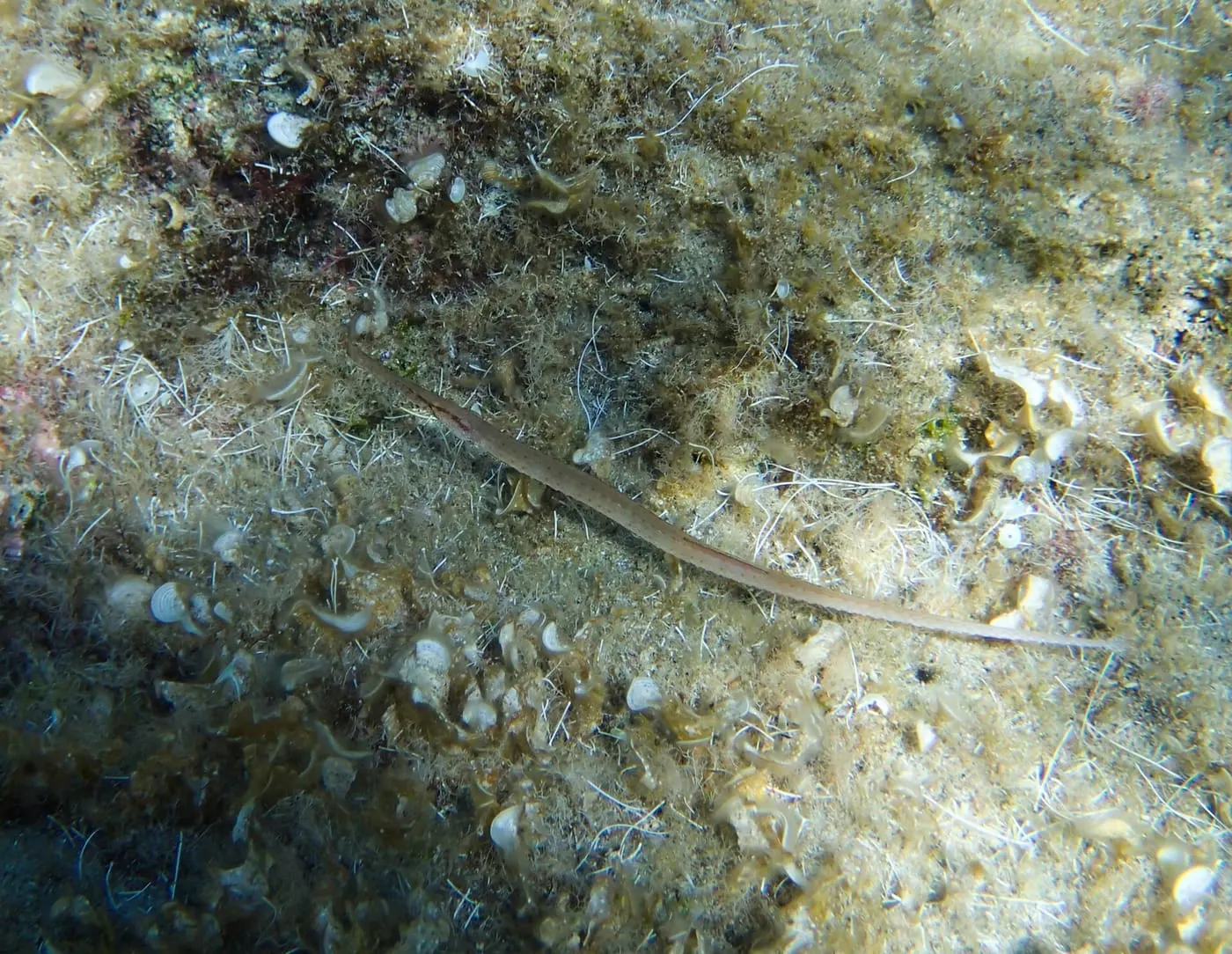 Agulleta de bosc (Syngnathus typhle)