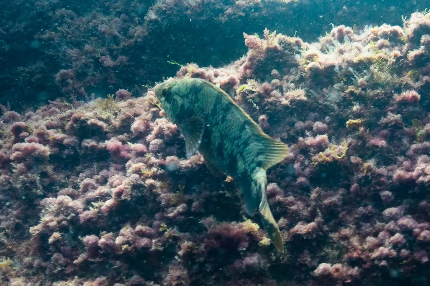 Massot verd (Labrus viridis)