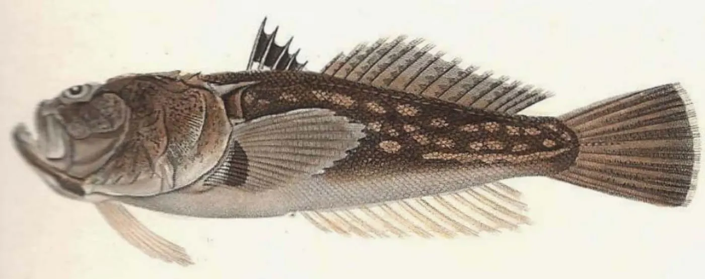 Rata (Uranoscopus scaber)