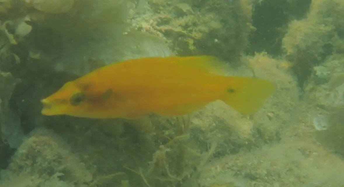 Tord d’ocels (Symphodus ocellatus)