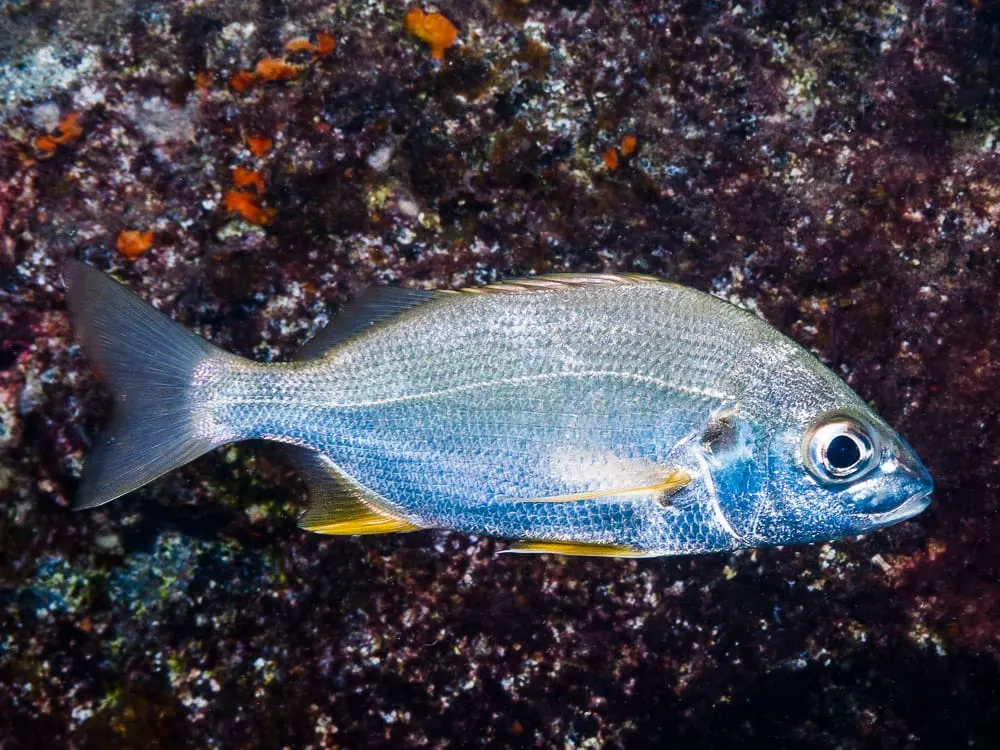 Roncador (Pomadasys incisus)