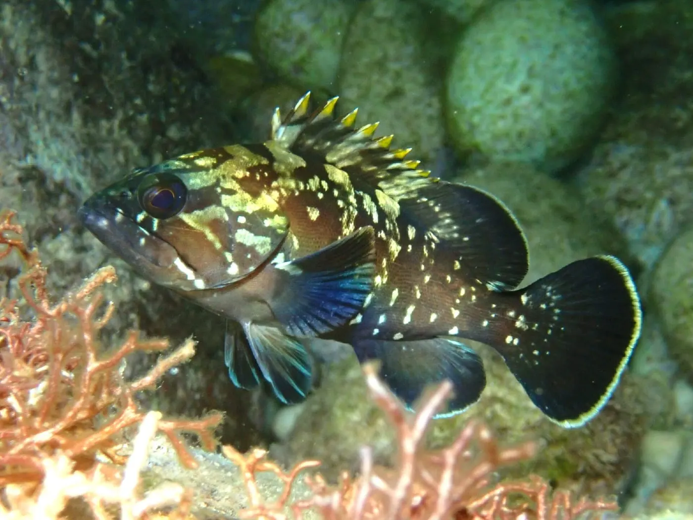Anfós (Epinephelus marginatus)