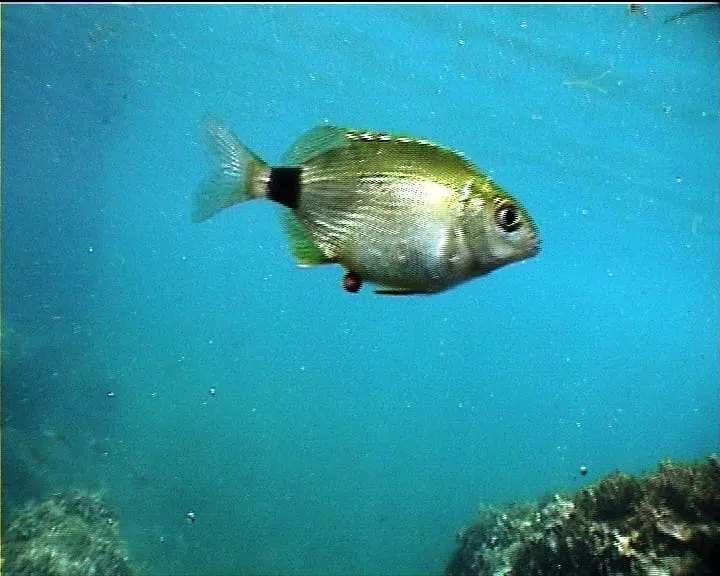 Esparrall (Diplodus annularis)