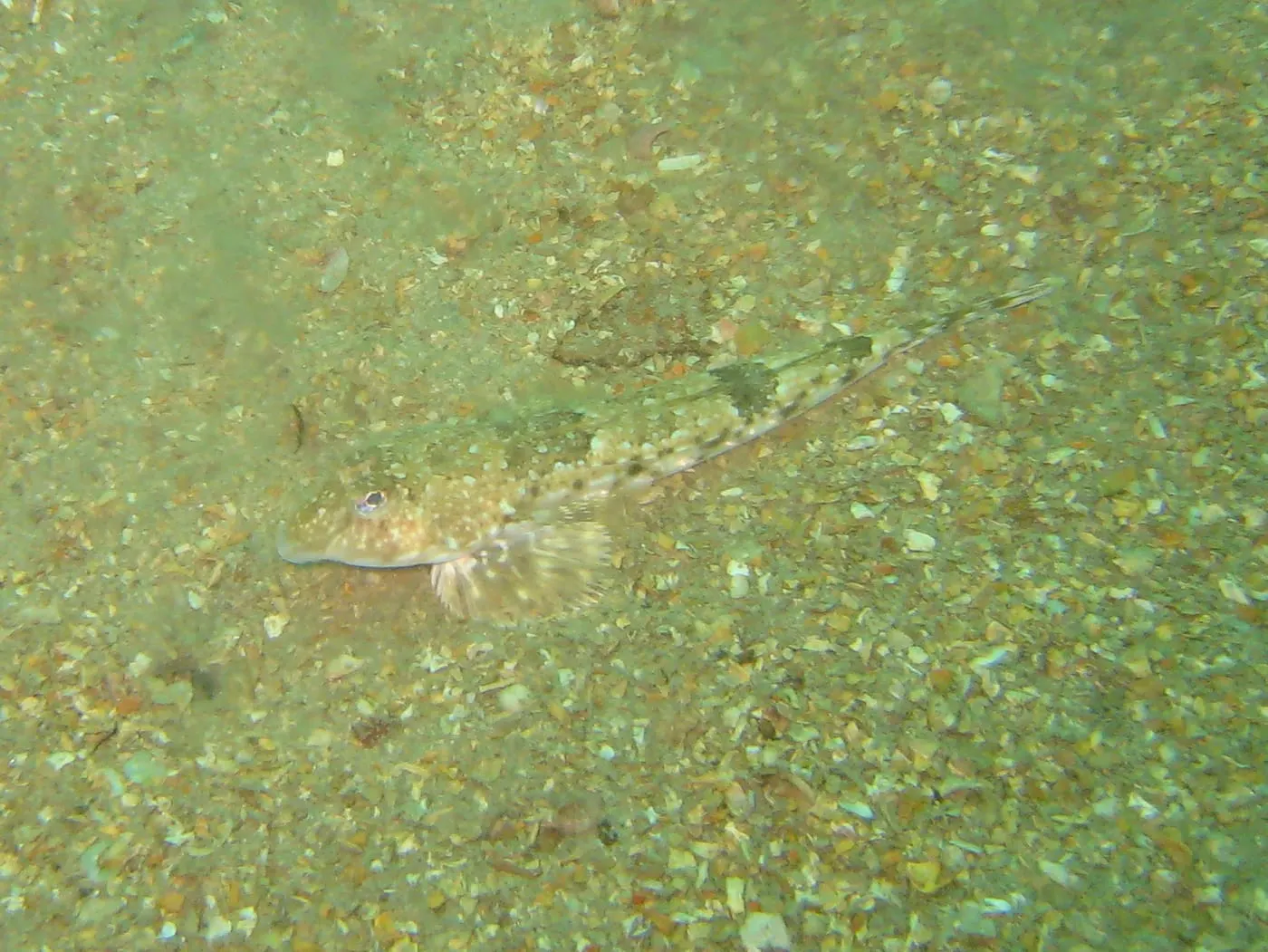 Dragó lira (Callionymus lyra)