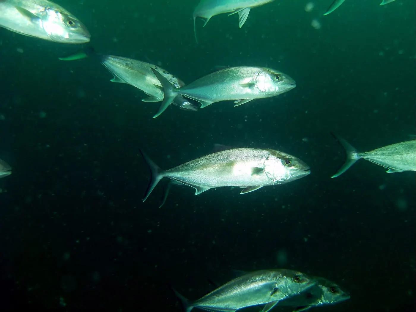 Círvia (Seriola dumerili)
