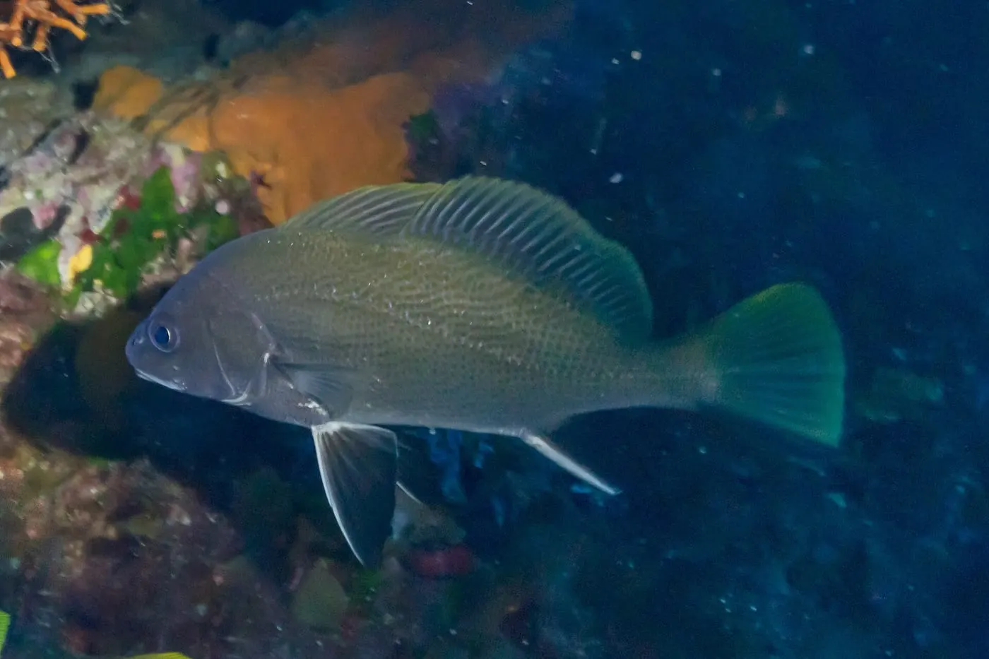Corball de roca (Sciaena umbra)