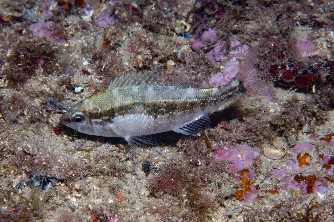 Xucla (Spicara maena)