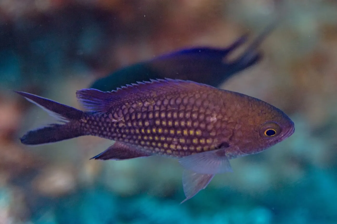 Castanyola (Chromis chromis)