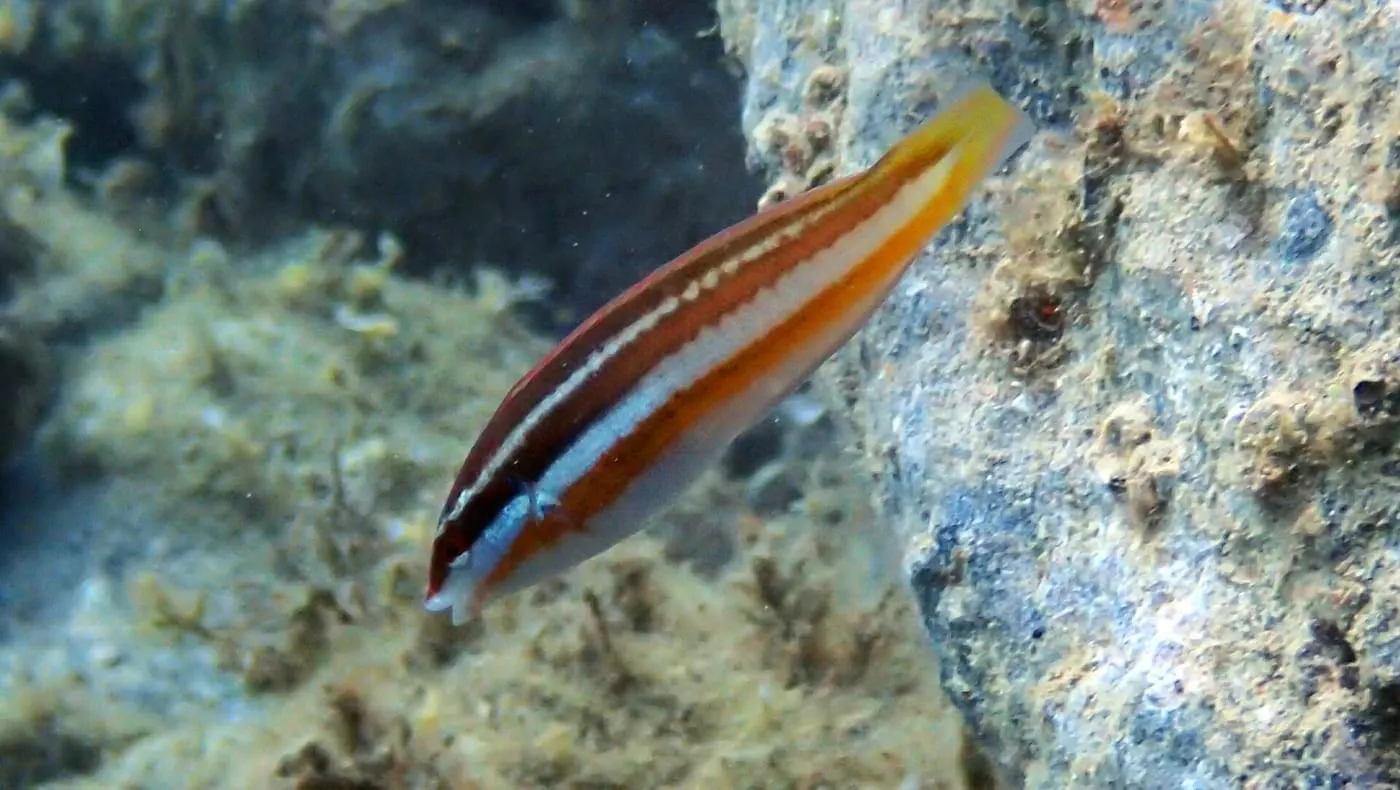 Donzella (Coris julis)
