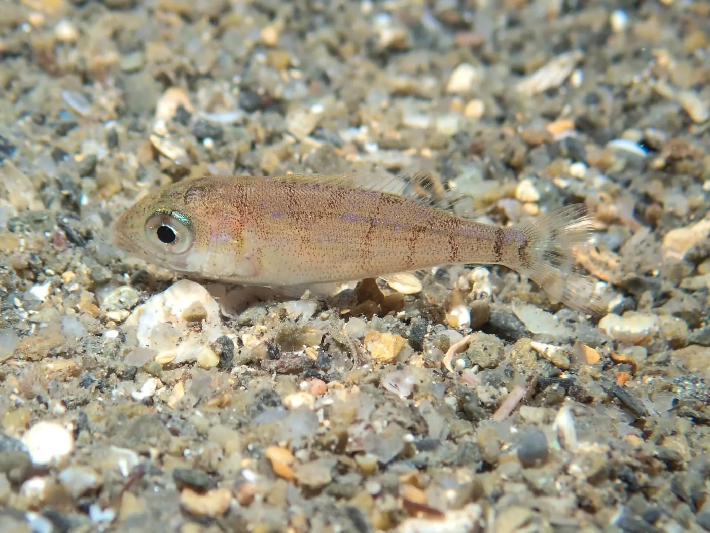 Pagell (Pagellus erythrinus)